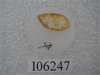 藏品(鯊齒龍牙齒切片)的圖片